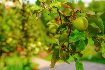 Green apples on a branch ready to be harvested, outdoors, selective focus