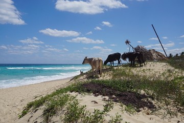 Fototapeta na wymiar Kuh am Strand von Santa Maria, Playa del Este, Havanna auf Kuba | Karibik