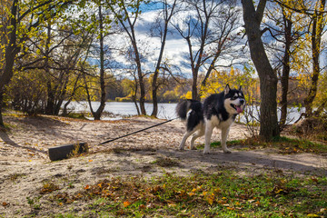 Alaskan Malamute at Work