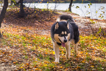Alaskan Malamute in Autumn