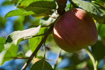 Apple tree with one red apple on a tree branch