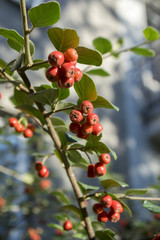 Obraz premium Cotoneaster integerrimus red autumn fruits and green leaves on branches