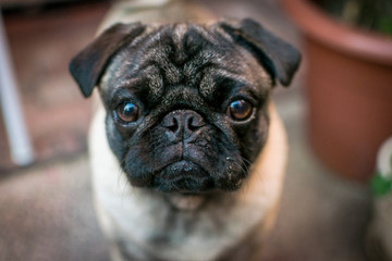 pug con cara de modelo