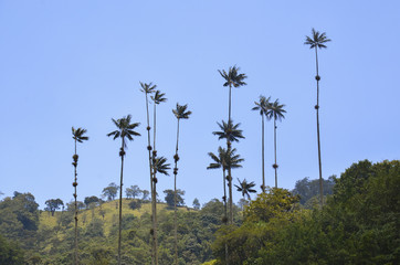 Cocora Valley- Colombia