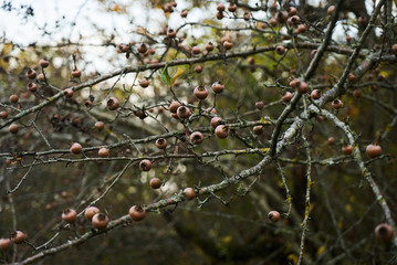 Tree of a ripe common medlar fruit