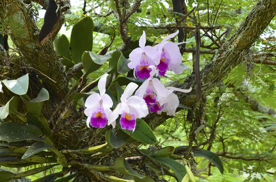 Orchid. Colombian National Flower