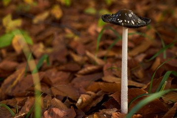 Forest mushroom in autumn forest