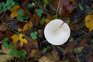 Forest mushroom in autumn forest