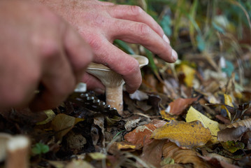 Hands of a mushroomer is picking mushrooms with a knife