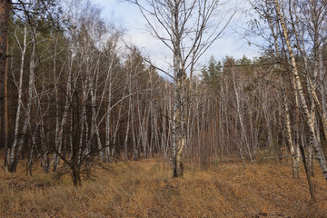 Autumn landscape