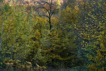 Beautiful nature autumn forest with yellow and green trees