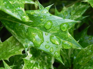 Ilex mit Tautropfen