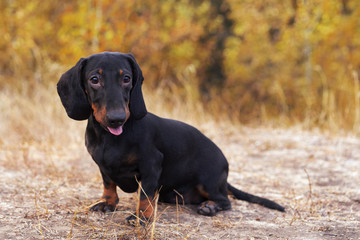 lovely portrait of a dog (puppy) breed dachshund black tan,  in the green forest in the autumn park