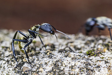 macro photo of the golden ant