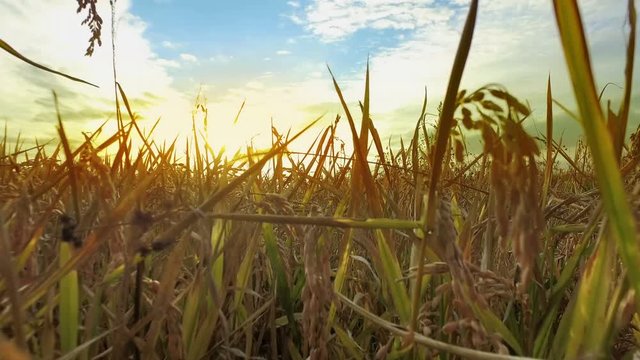 backdrop of ripening ears of yellow wheat, rice, rye, field on sunset orange sky background of setting sun on horizon Idea of raw materials for food, rich harvest home heavy crop, harvesting, golden sunny spike