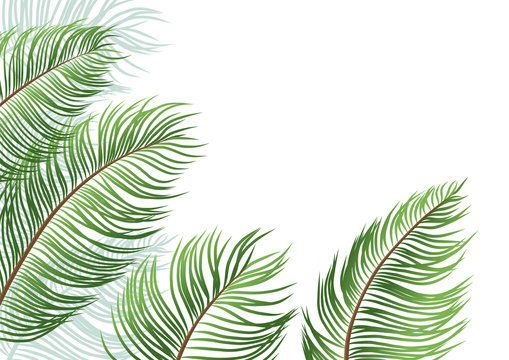 Palm leaves isolated on white background vector illustration