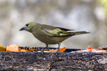 Bird in close up
