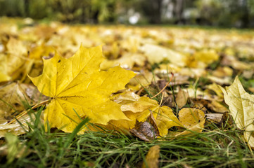 Beautiful, yellow maple leaves lie on the green grass, cloudy day after the rain.