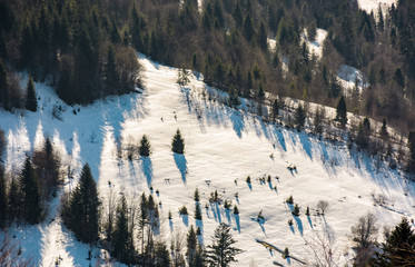snow covered meadow among forest on hillside. beautiful nature scenery in winter