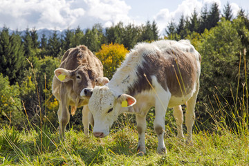 Kühe - Kälbchen - Allgäu - Herbst - niedlich - bussi