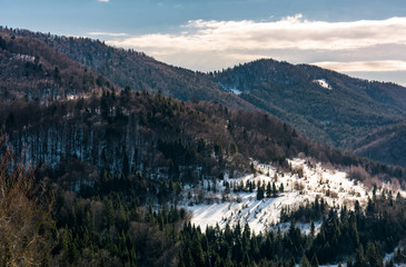 snow covered meadow among forest on hillside. beautiful nature scenery in winter in mountains