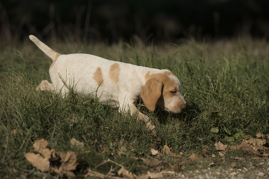 Italian Spinone