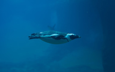 close up on swimming penguin under the water
