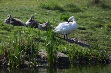 Schwäne am Ufer eines Sees