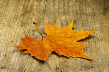 Naklejka na ściany i meble An orange yellow maple leaf lying on an old hardwood board