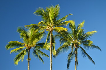 Fototapeta na wymiar Palms In Hawaii