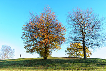 Some trees with colorful leaves and a woman walking on a green grass hill at the baltic sea coast not far from Stockholm, Sweden