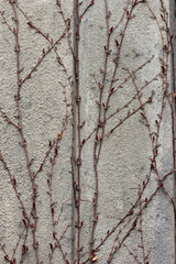 Vines on Rustic wall