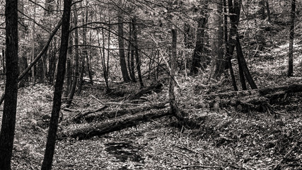 Forest Background Leafy Walk - Crisp with felled trees in Black and White