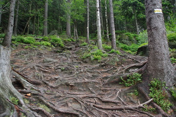 Las w Górach Stołowych © emar