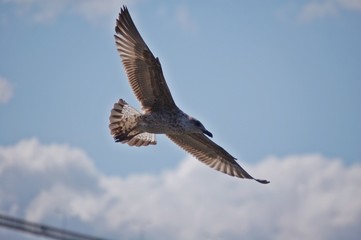 Obraz premium martı