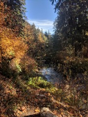 Autumn River