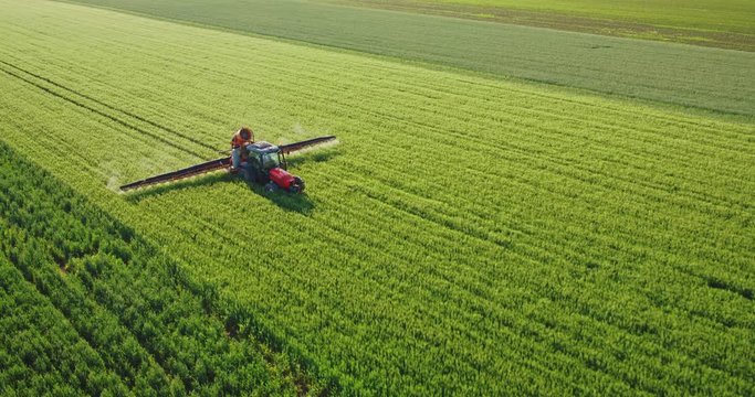 Drone aerial shot of a farmer spraying green wheat field