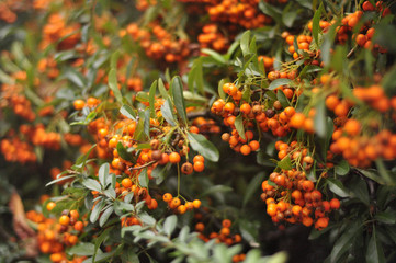 Pyracantha 'Orange Charmer'