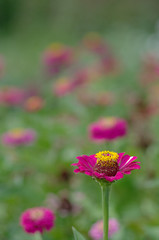 Pink flowers on the green background