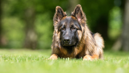 German shepherd dog