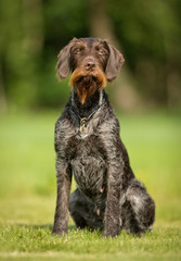 Dog outdoors in nature