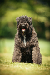 Dog outdoors in nature