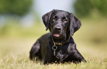 Labrador retriever dog