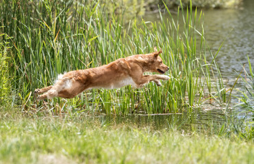Golden retriever dog