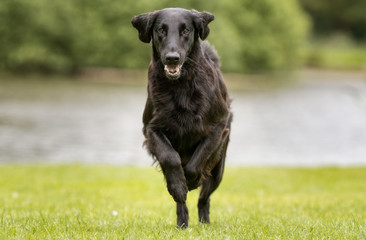 Flatcoated retriever dog