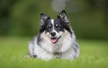 Icelandic sheepdog