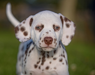 Dalmatian dog puppy