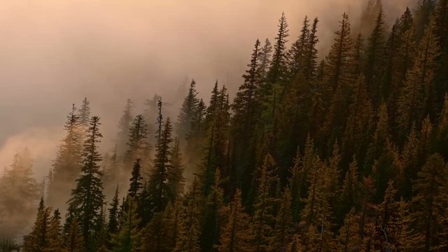 Washing fog over forest and trees Inversion Mt. Hood Oregon Cascades 9