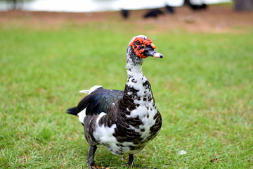 Muscovy Duck