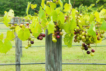 Muscadine Vineyard with Fruit Growing on the Vine